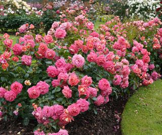 mixed color rose bushes growing in rose bed
