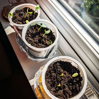 Cucumber seedlings growing in repurposed plastic pots on windowsill