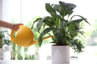 someone watering a houseplant with a yellow watering can