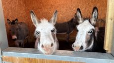 Peanut-and-Popcorn-in-their-new-home-credit-World-Horse-Welfare-rehomer-Carol.jpg