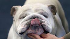 160729-english-bulldog.jpg