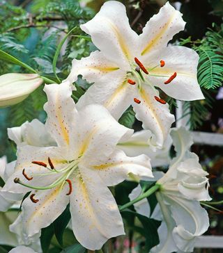 Flowers from Lilium auratum var platyphyllum (Golden rayed lily)