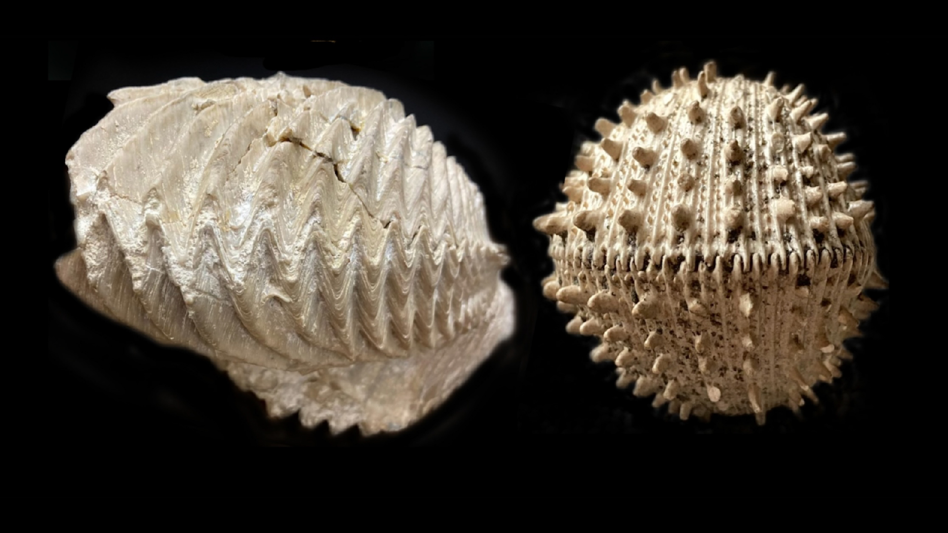 a close-up of two bivalve fossils