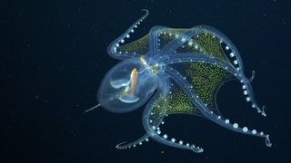 Footage of glass octopuses is extremely rare.