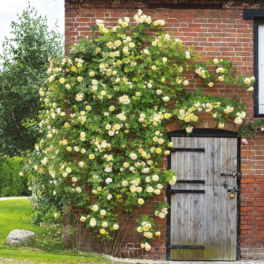 Best climbing roses: find the perfect rose for your plot, plus top tips ...