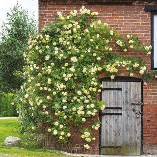 Best climbing roses: The Pilgrim David Austin roses