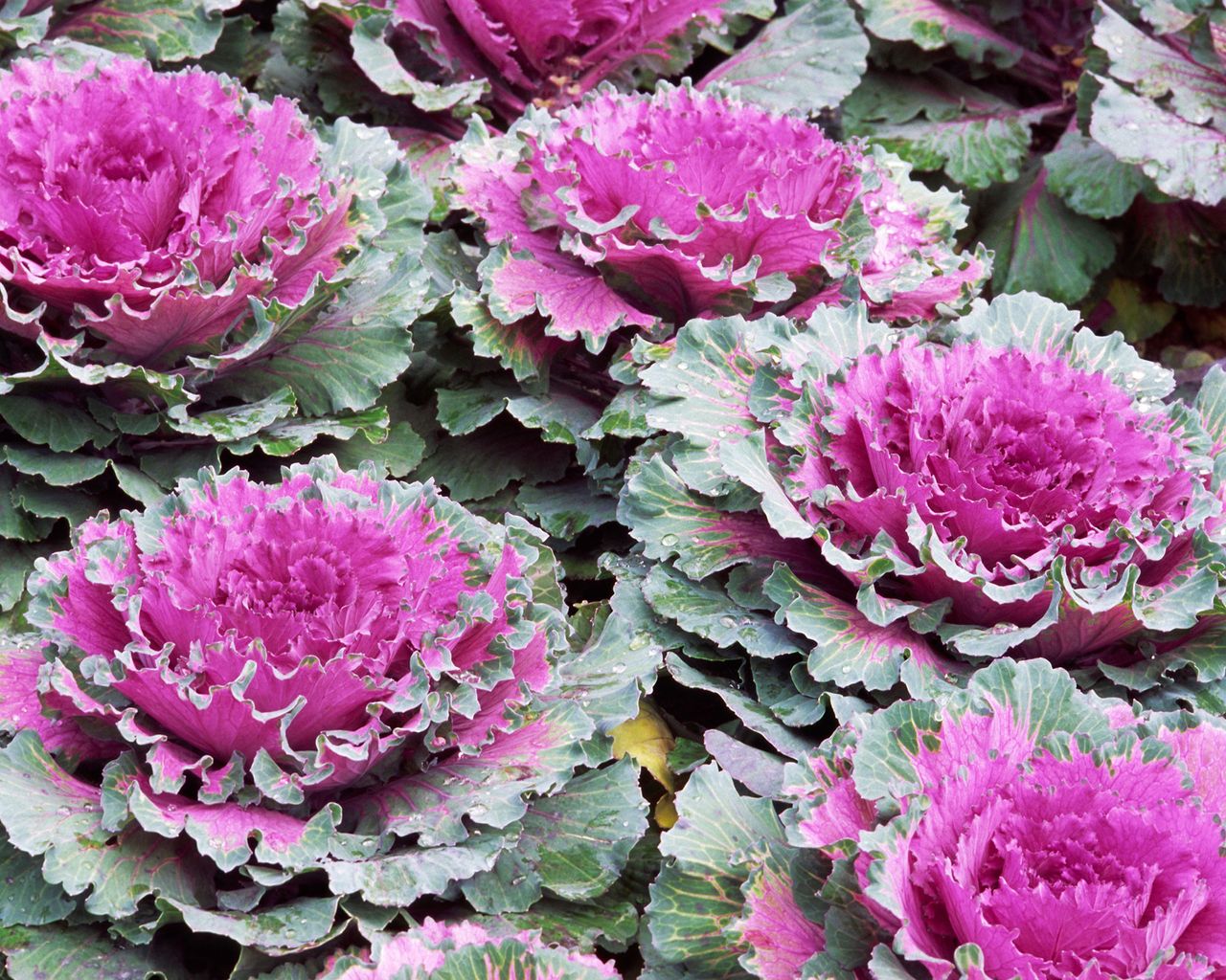 What to plant in September our top 14 flowers to grow Gardeningetc