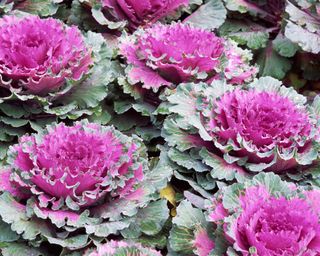 Ornamental brassicas green and pink