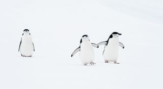 Two penguins are photographed together, leaving behind a lonely penguin.