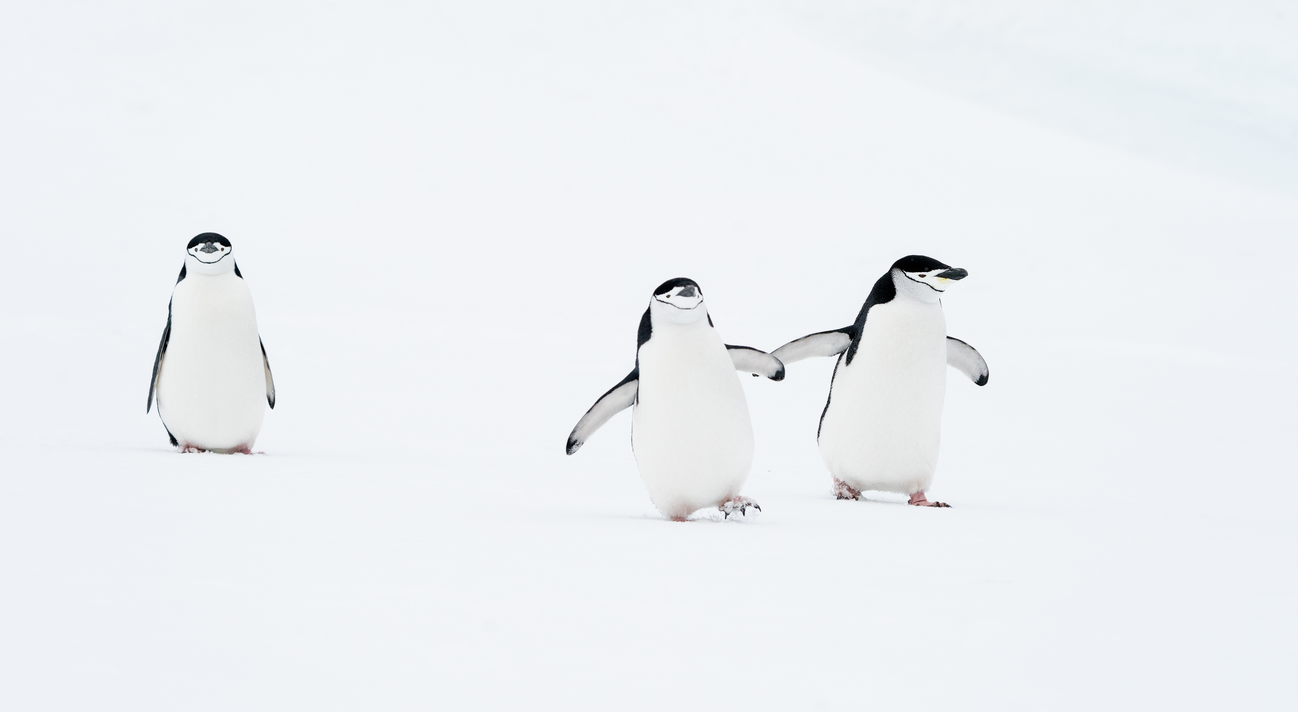 Dois pinguins são fotografados juntos, deixando para trás um pinguim solitário.