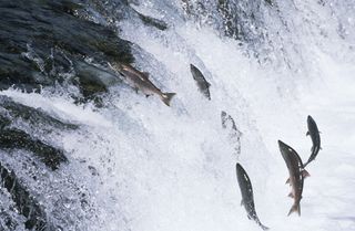 Group of Salmon jumping upstream in breeding season