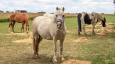 Bransby Horses has confirmed 17 team members will leave the charity following a restructure to address a forecasted deficit.