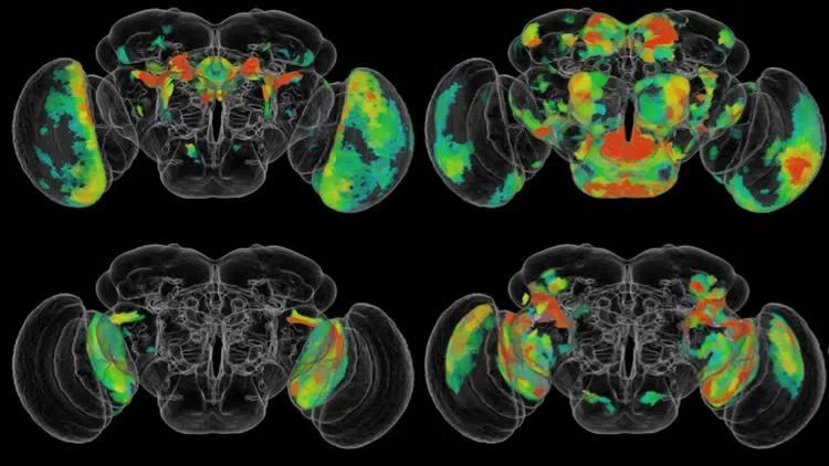 Black Friday Car Deals >> AI fly-by: artificial intelligence is mapping the brains ... Black Friday Car Deals >> AI fly-by: artificial intelligence is mapping the brains ...