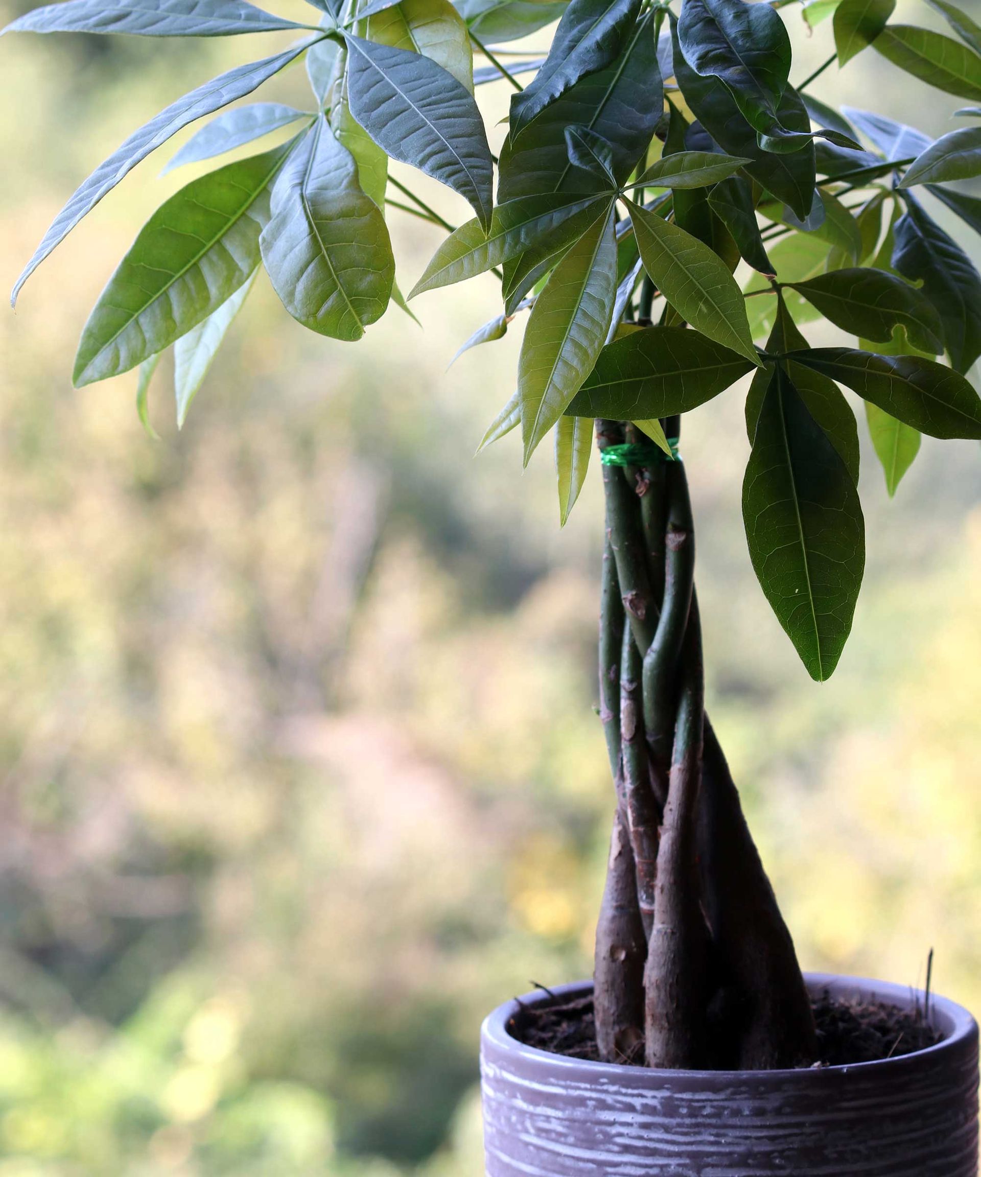 money tree in a pot