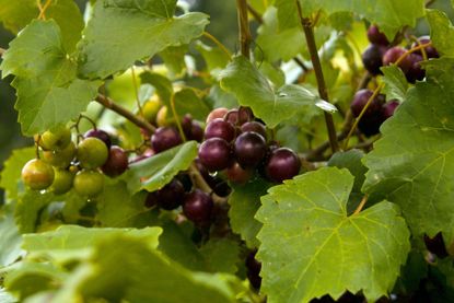 Muscadine Grapevines