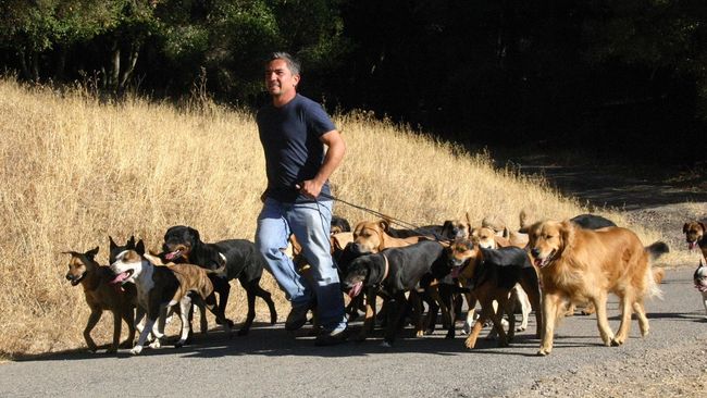 Dog Whisperer Cineverse