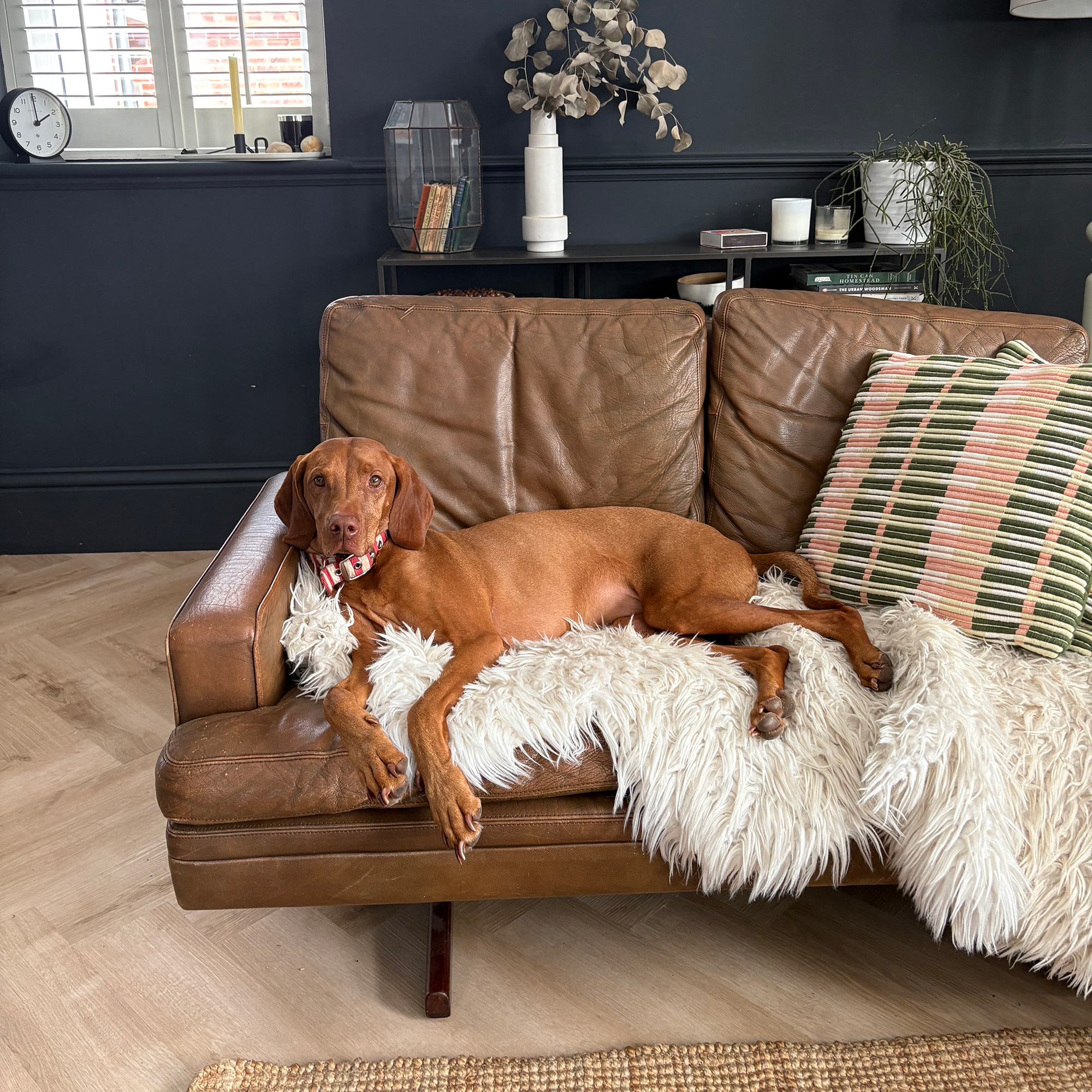 Dog lying on a sheepskin rug on a brown leather sofa in a black living room with light wood chevron flooring