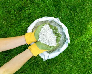 Gardener gets ready to apply fertilizer to lawn