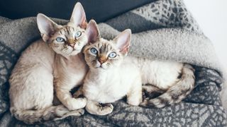 Two devon rex cats cuddled up