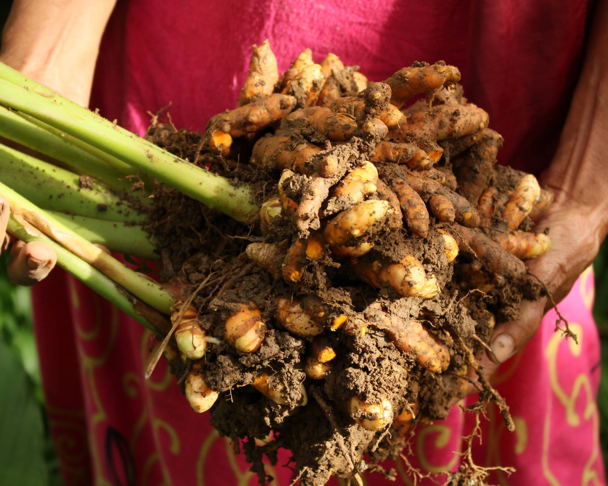 Woman harvesting turmeric roots