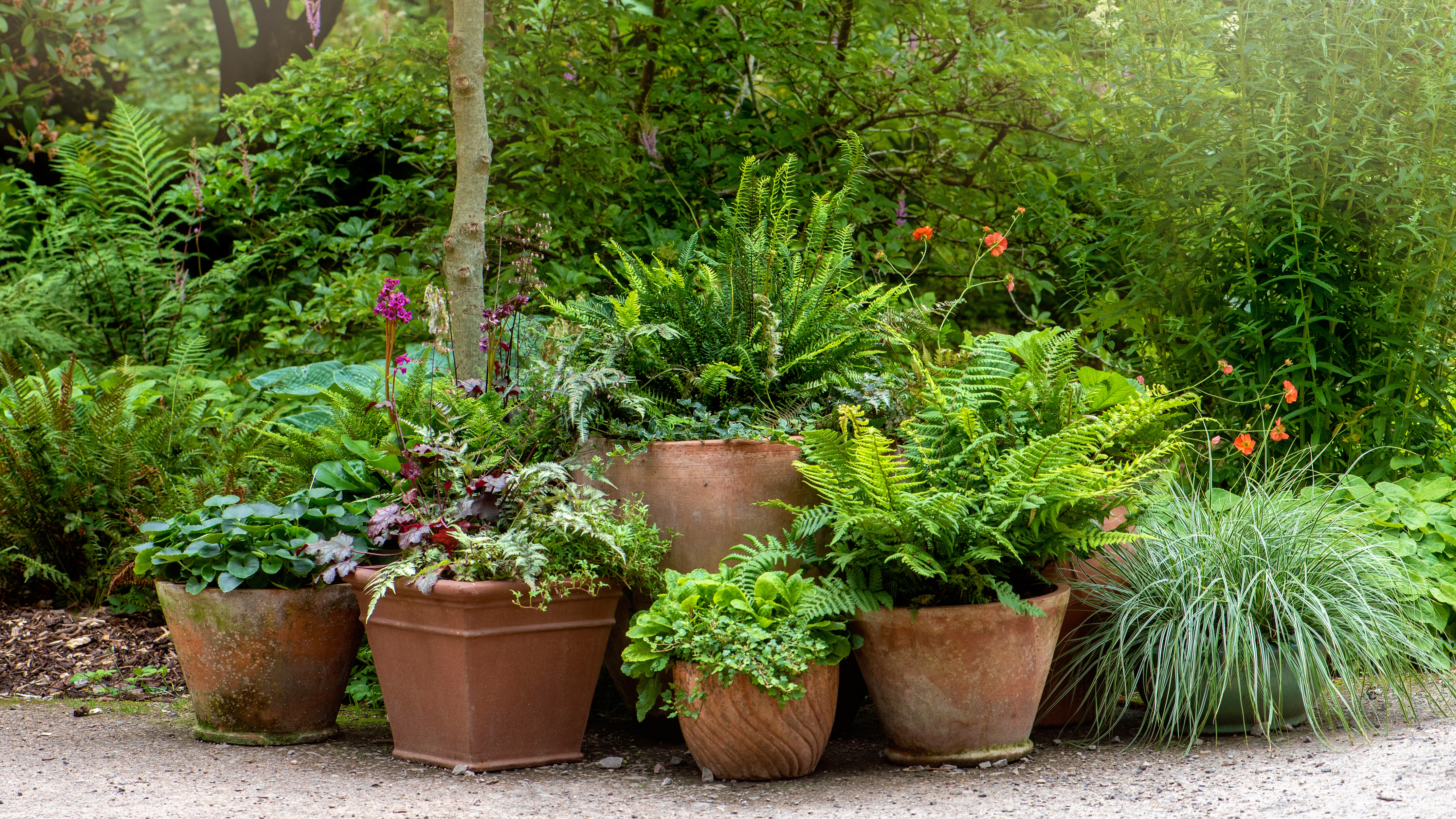 Terracotta pots planted with Ferns and grasses forming a garden feature