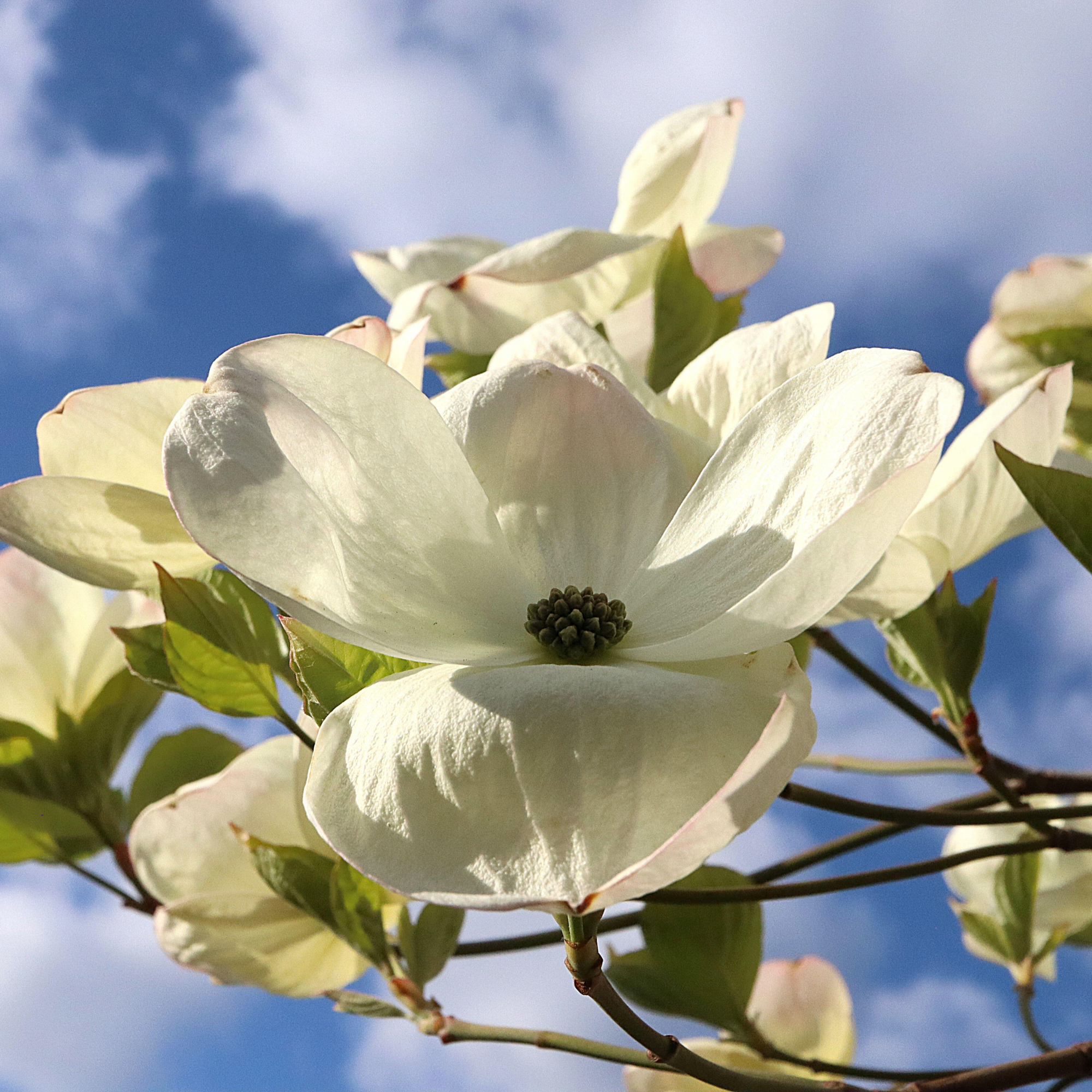 Cornus kousa &lsquo;Venus&rsquo; Dogwood Venus &ndash; wide spoon-shaped petals with green centre, April, England, UK