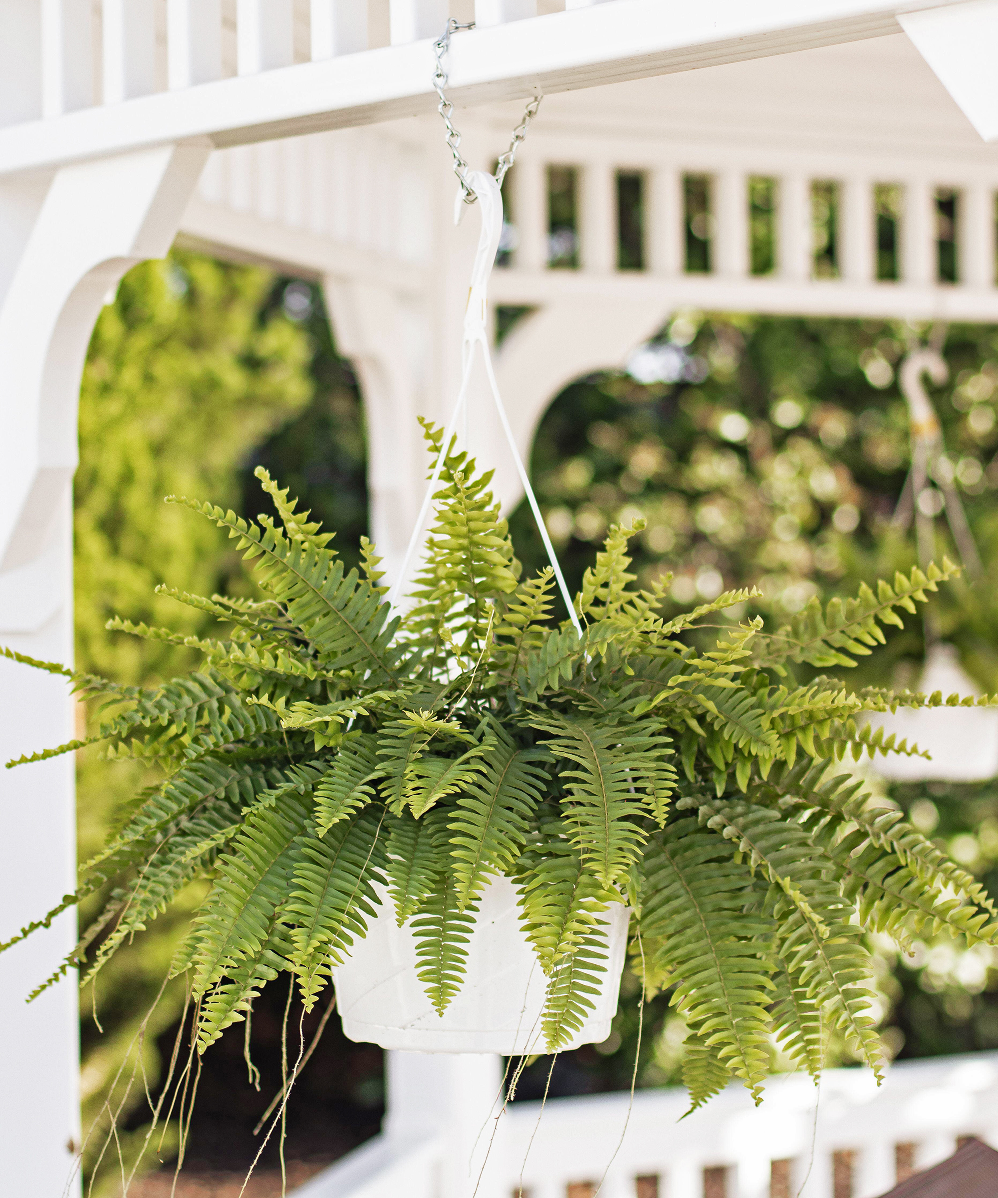 Boston fern in hanging basket on porch