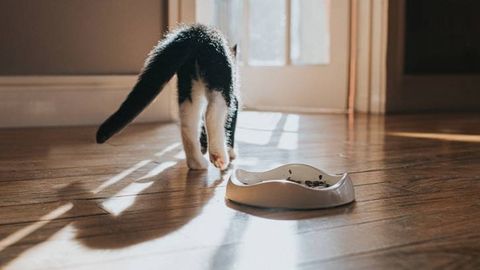 Kitten not eating: A vet's guide to causes and solutions | PetsRadar