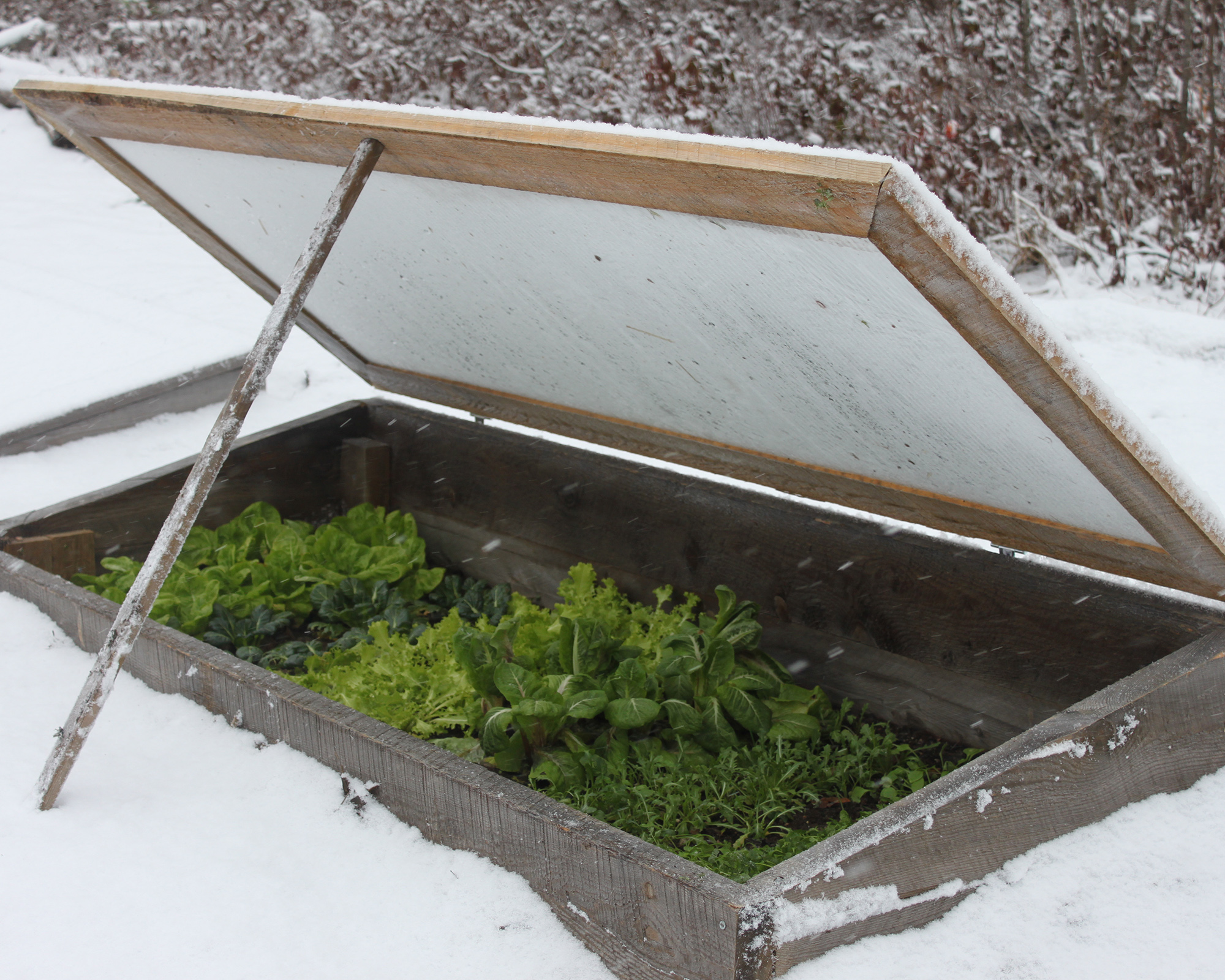 Cold frame consrtuct with polycarbonate and cedar wood in snowy weather
