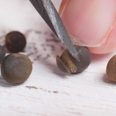 Nicking seeds before planting