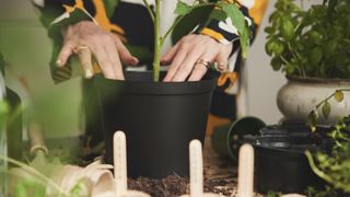 picture of woman replant tomato plant inside