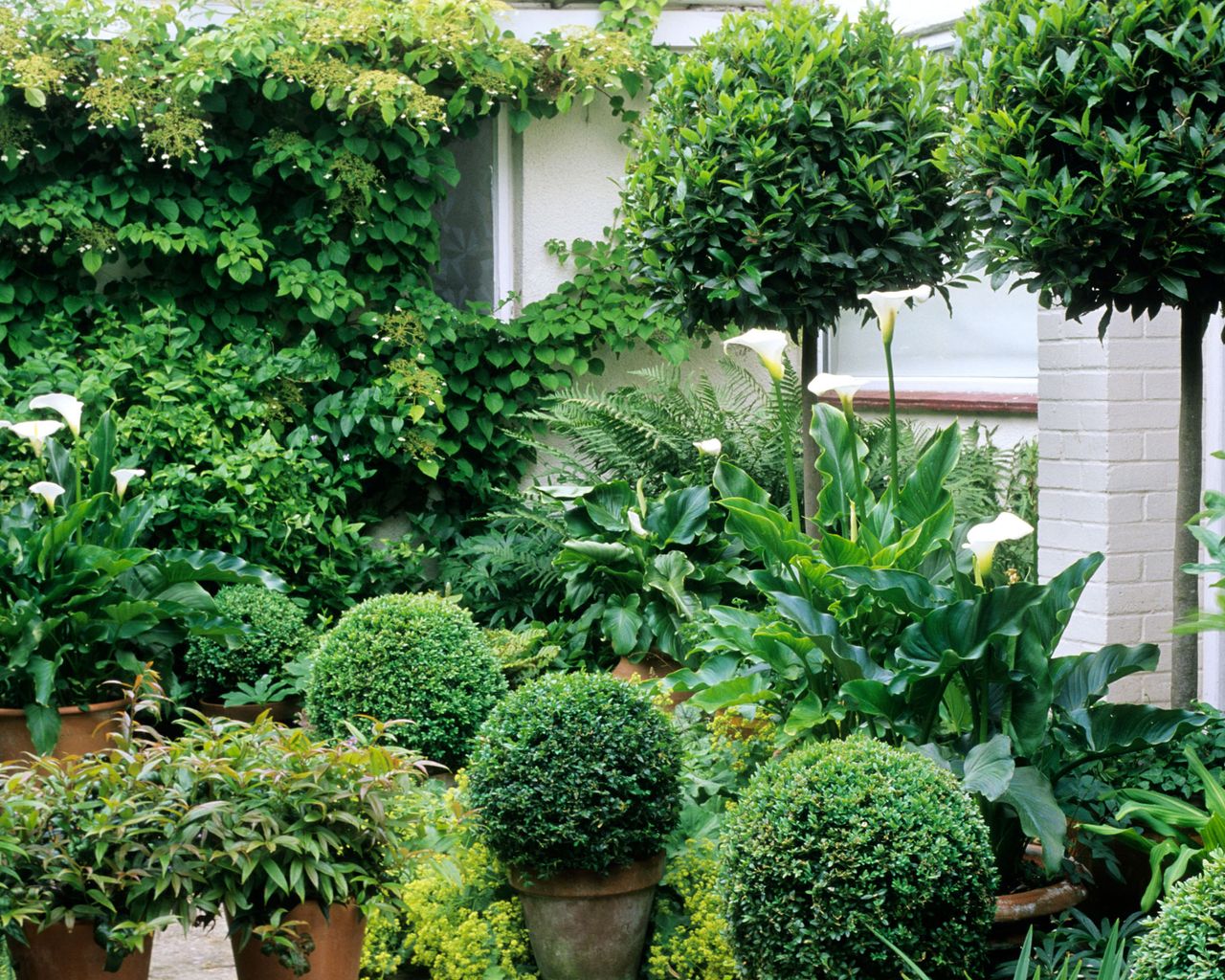 Landscaping with evergreens: 12 ways to make an impact | Gardeningetc