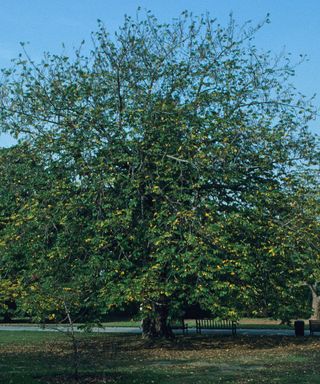 Identifying-british-trees-Wing-Nut-1-Alamy by David Hosking