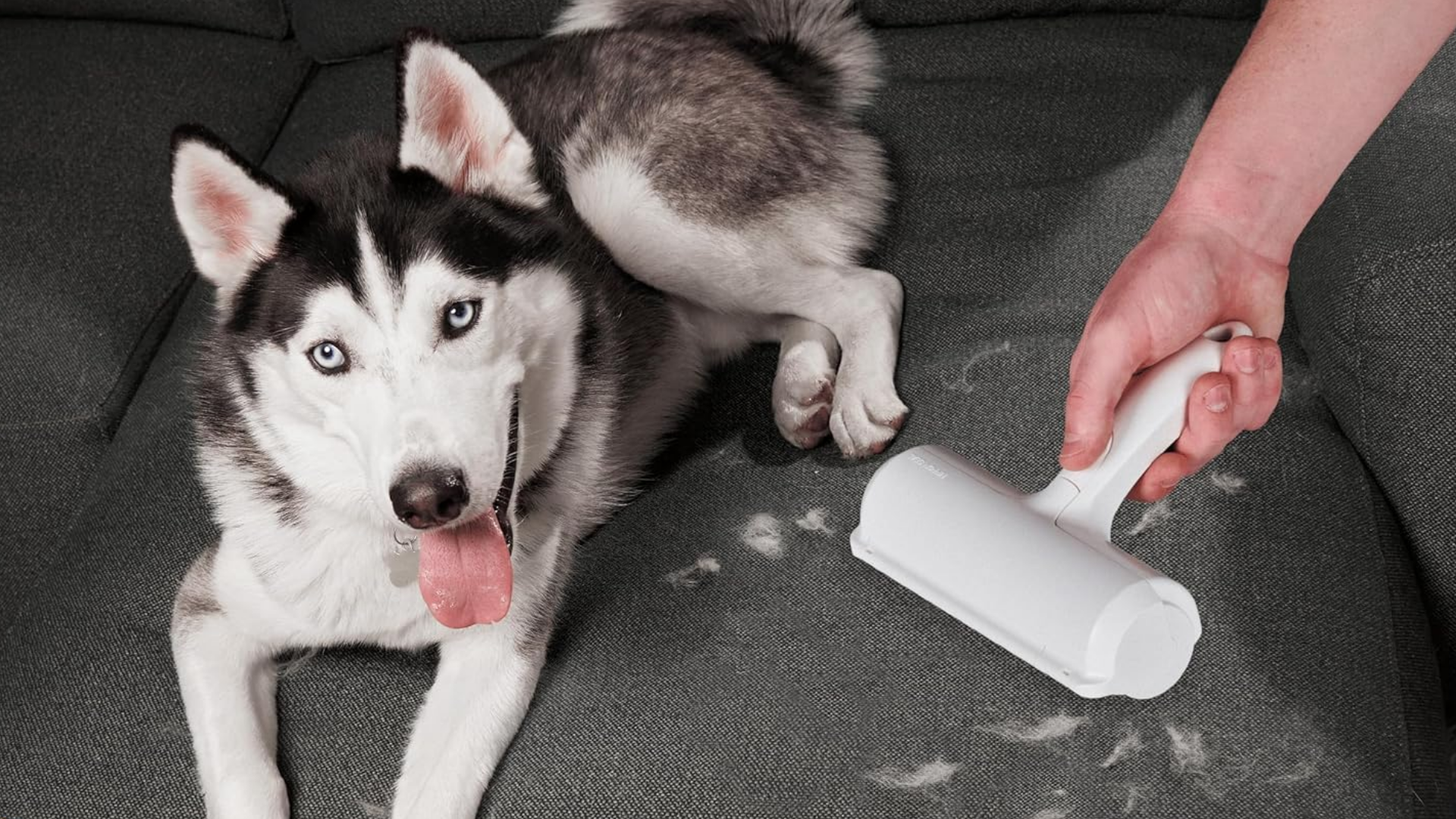 Husky sat on a couch while a hand uses a ChomChom roller to remove hair from the fabric