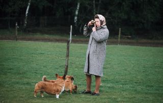 Queen Elizabeth wearing a gray coat standing in a field of grass next to 3 corgis