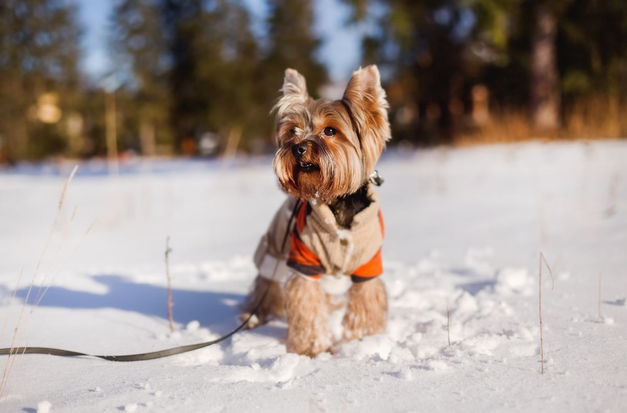 winter grit