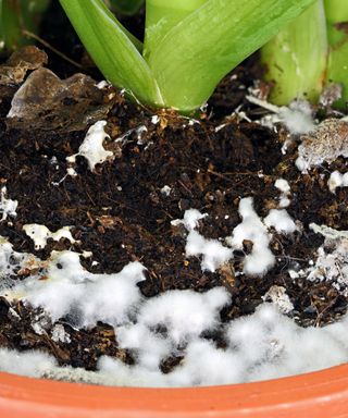 white mold growing on houseplant soil