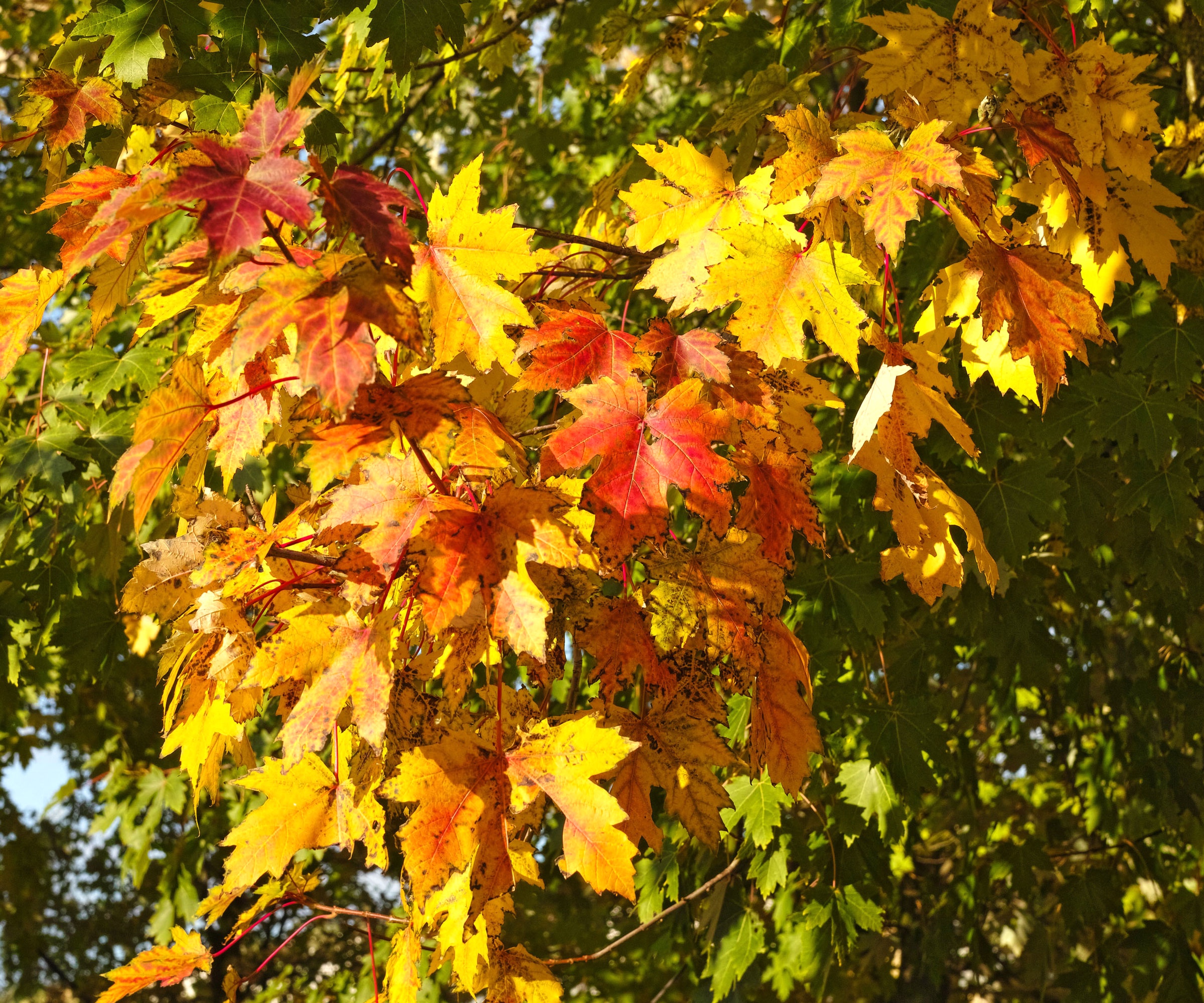 freeman maple tree with yellow and red leaves