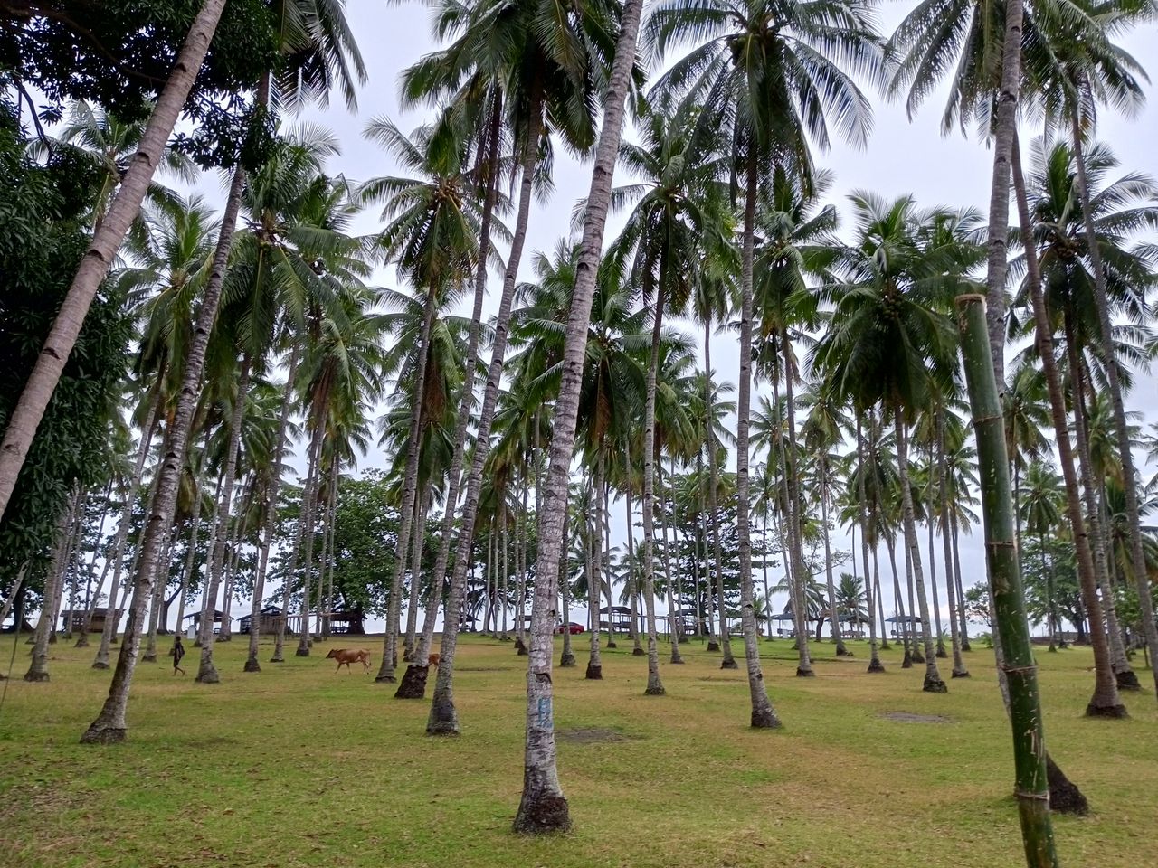 Tecno Spark 9 Pro camera sample