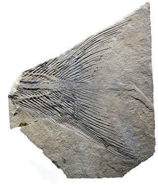 A skeleton of a coelacanth tail