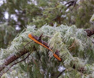 broken tree branch in winter