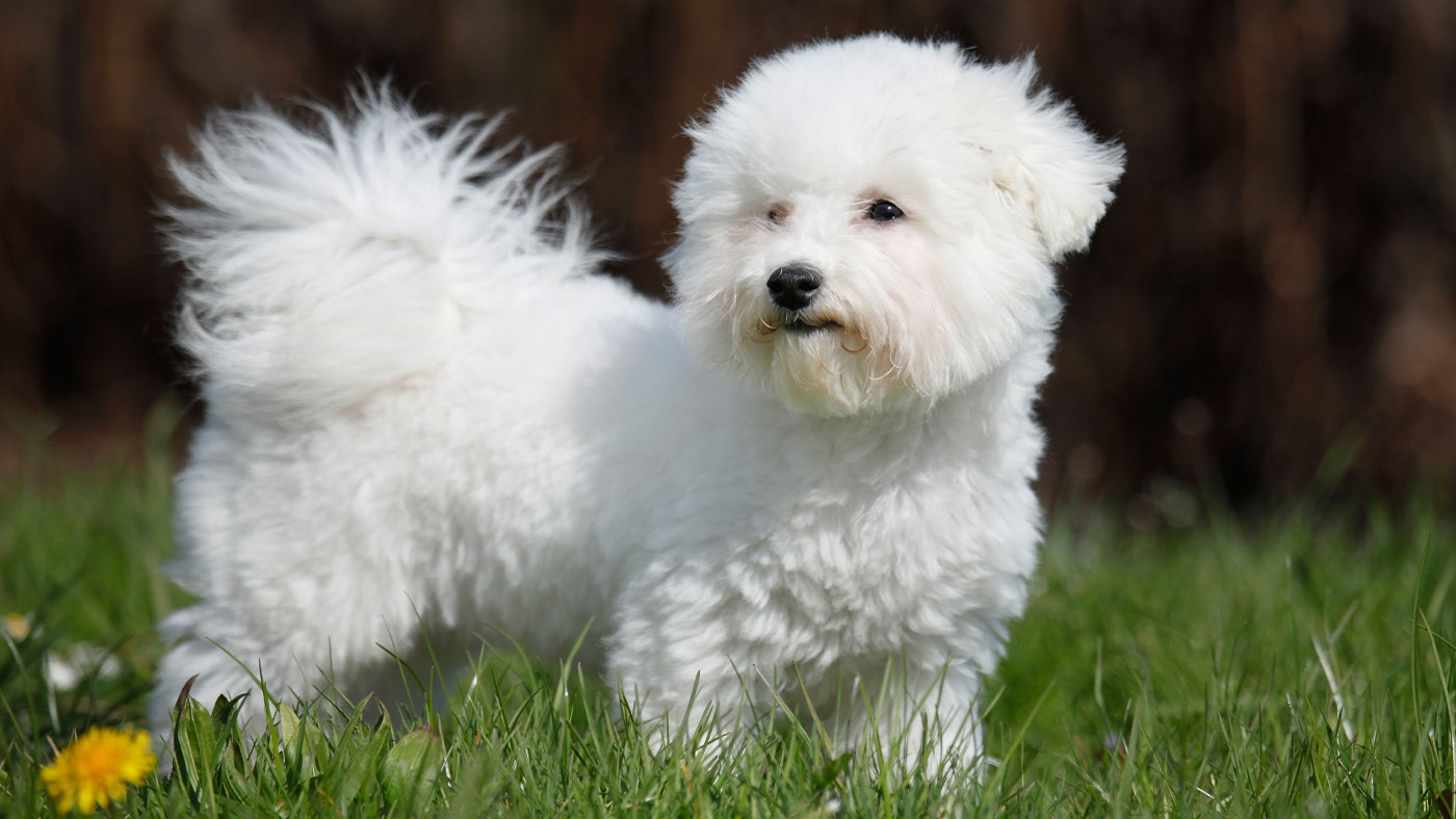 Bichon Frise portrait