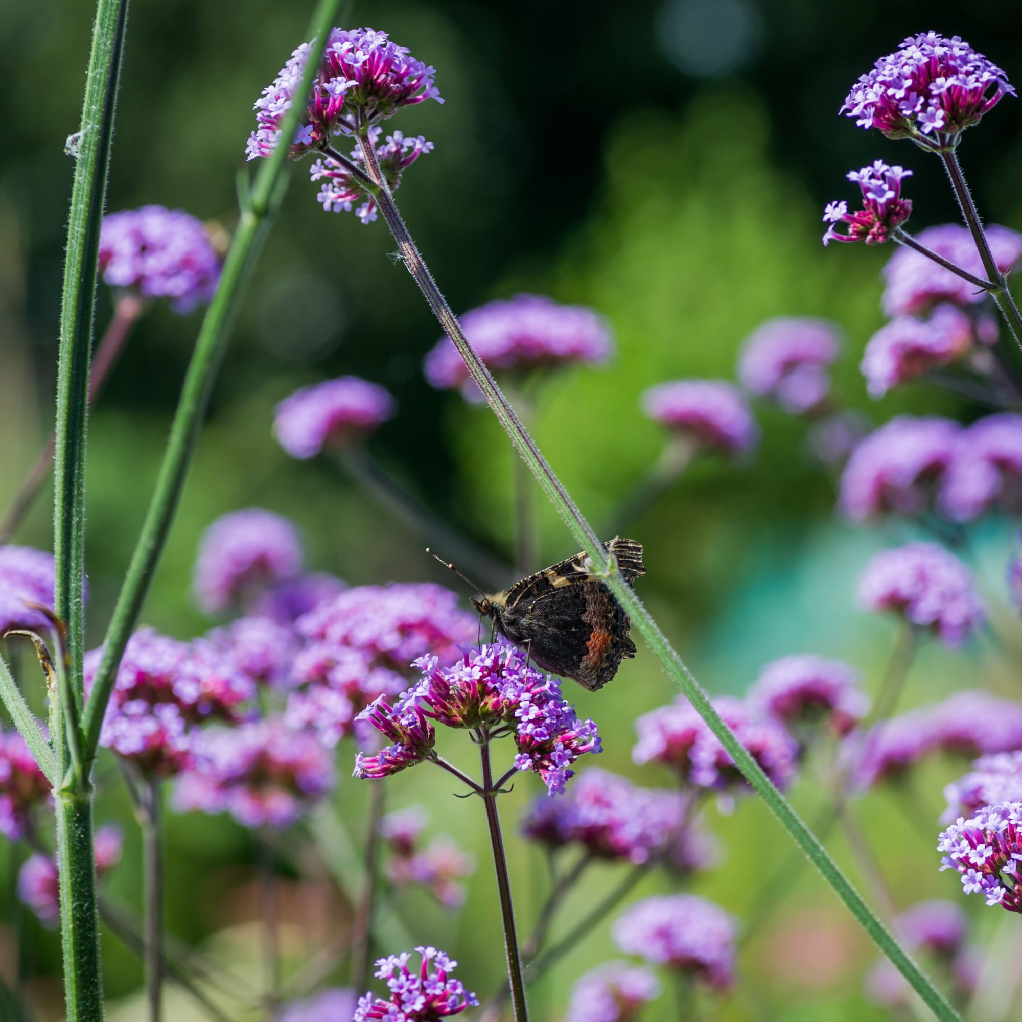 Butterfly on Verbena bonariensis flowers growing in garden
