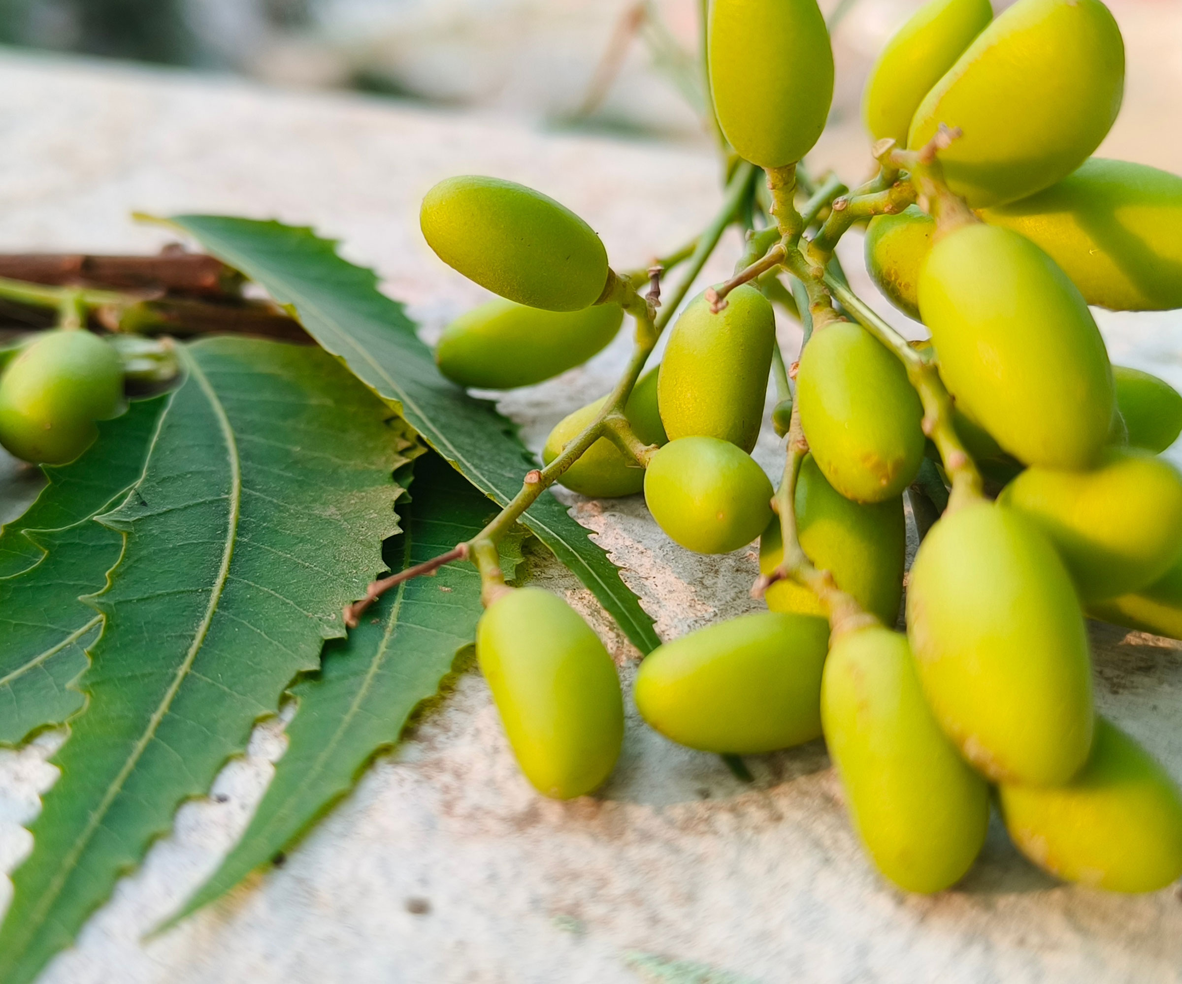 neem plant cutting with fruits and leaves