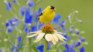 Types of birds you might see in your garden: yellow bird sitting on top of a flower 