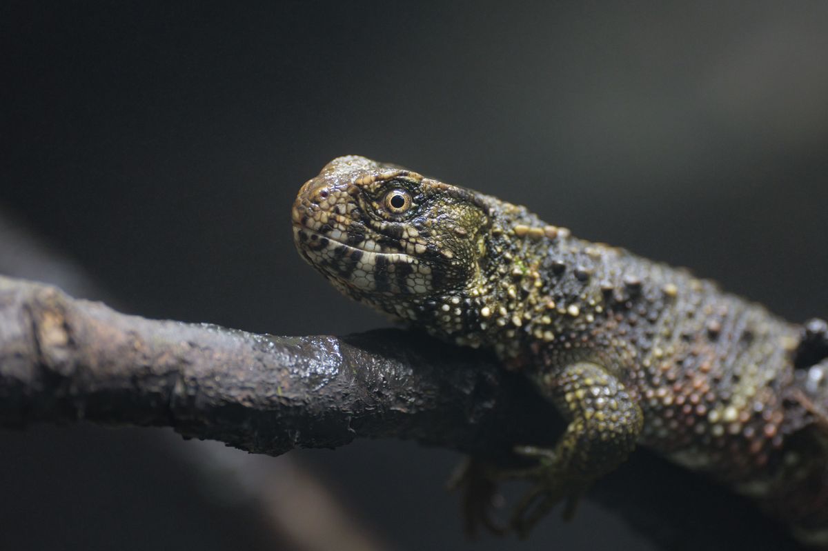 Lizard sitting on a tree branch