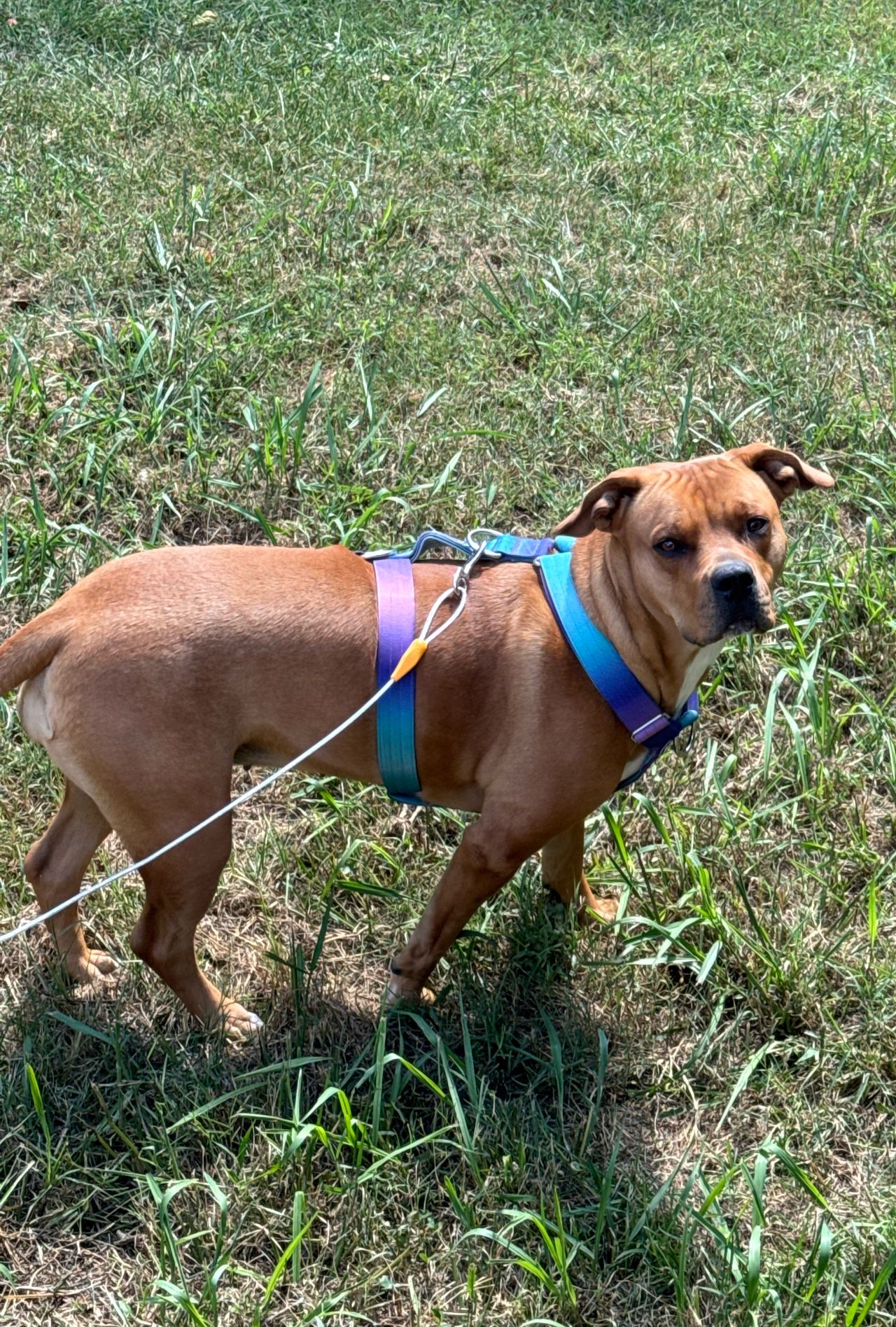 Leia standing in yard with harness and lead before edits