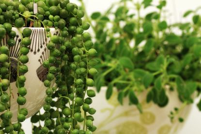 String Of Pearls Plant Cuttings: How To Propagate A String Of Pearls Plant