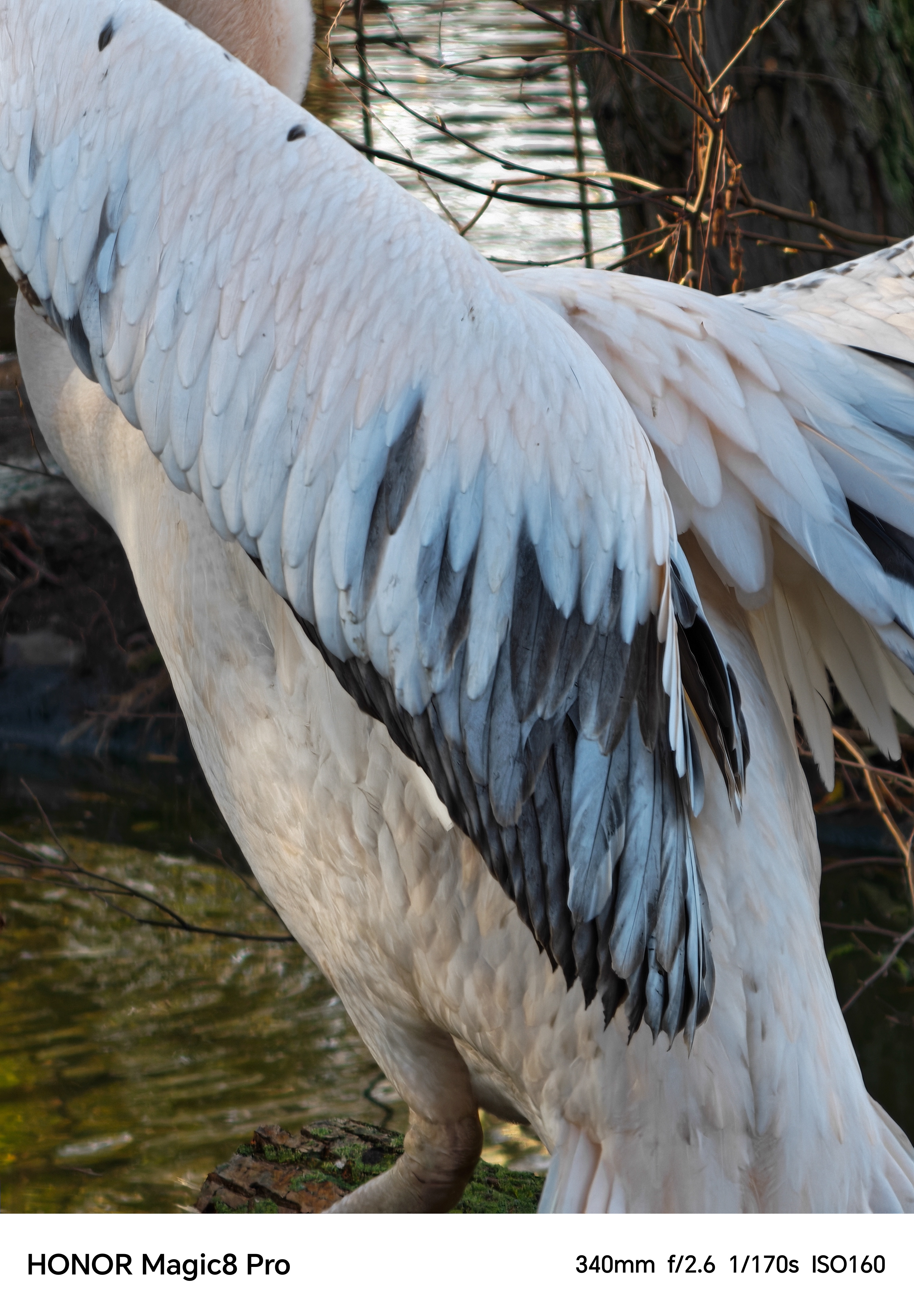 Close-up of a pelican flexing its wings shot on an Honor Magic 8 Pro