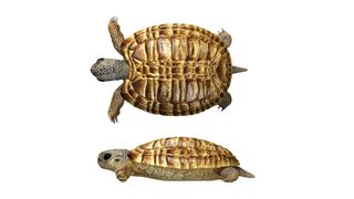 부화 후 백악기 거북이의 모습을 보여주는 그림.